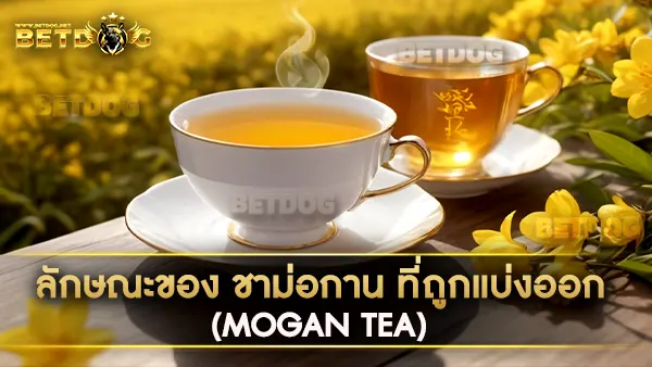 ชาม่อกาน (Mogan Tea)