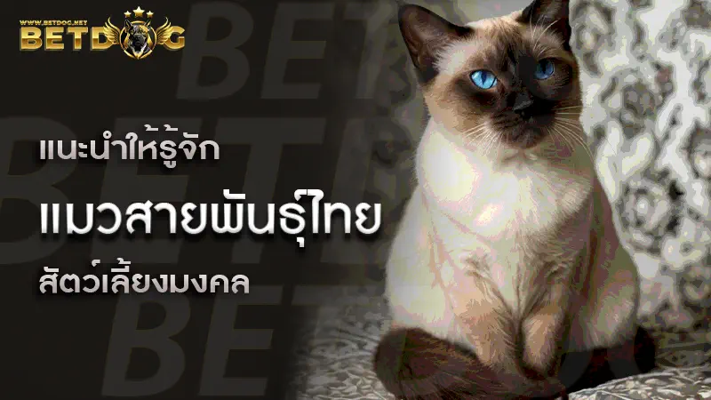 แมวสายพันธุ์ไทย